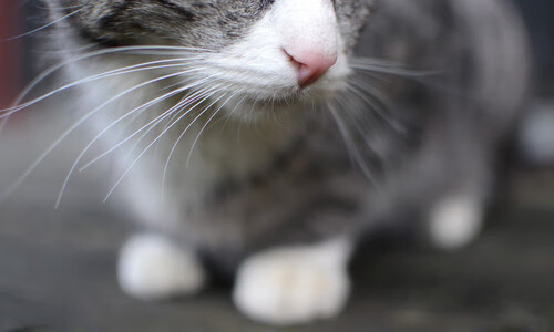 爱游戏平台-_顶级选手亮相：本年度最期待的冠军争霸战_，顶级比赛