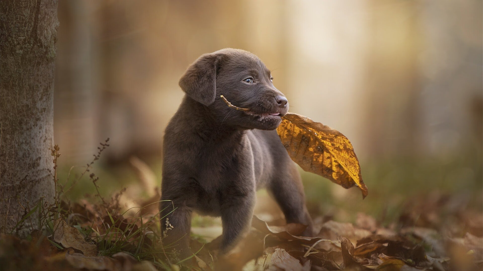爱游戏app下载-“黑马崛起！联盟中最令人意想不到的逆袭队伍”，lol黑马