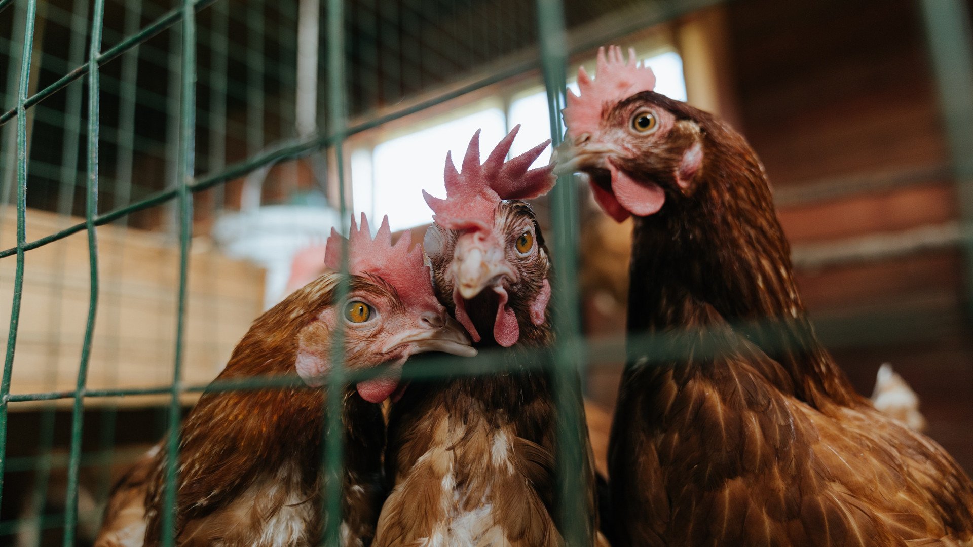 中国女篮少年队参加亚洲青少年锦标赛获佳绩,中国女篮少年队最高队员